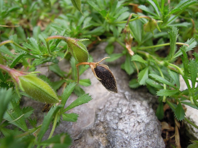 <i>Ononis cristata</i> Mill. subsp. <i>apennina</i> Tammaro & Catonica