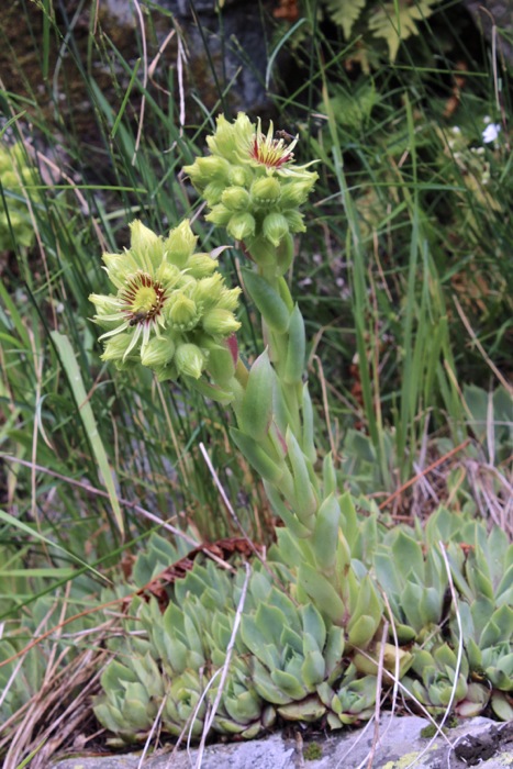 <i>Sempervivum wulfenii</i> Hoppe ex Mert. & W.D.J.Koch subsp. <i>wulfenii</i>