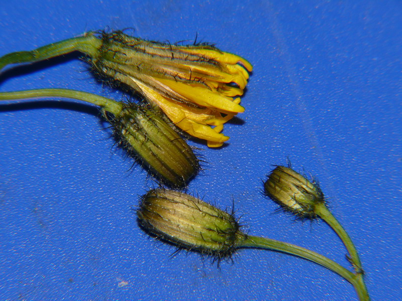 <i>Crepis paludosa</i> (L.) Moench