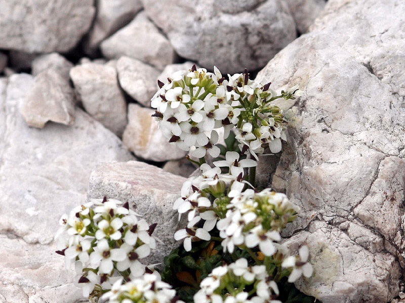 <i>Hornungia alpina</i> (L.) O.Appel subsp. <i>austroalpina</i> (Trpin) O.Appel