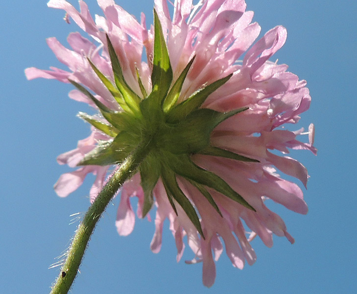 <i>Knautia dinarica</i> (Murb.) Borbás subsp. <i>silana</i> (Grande) Ehrend.