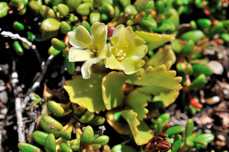 Quasi tutte le caratteristiche fanno pensare a Primula hirsuta. <br />Il colore dei petali no.<br /> Aggiungo che è più piccola della  hirsuta.