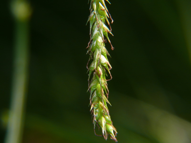 <i>Carex sylvatica</i> Huds.