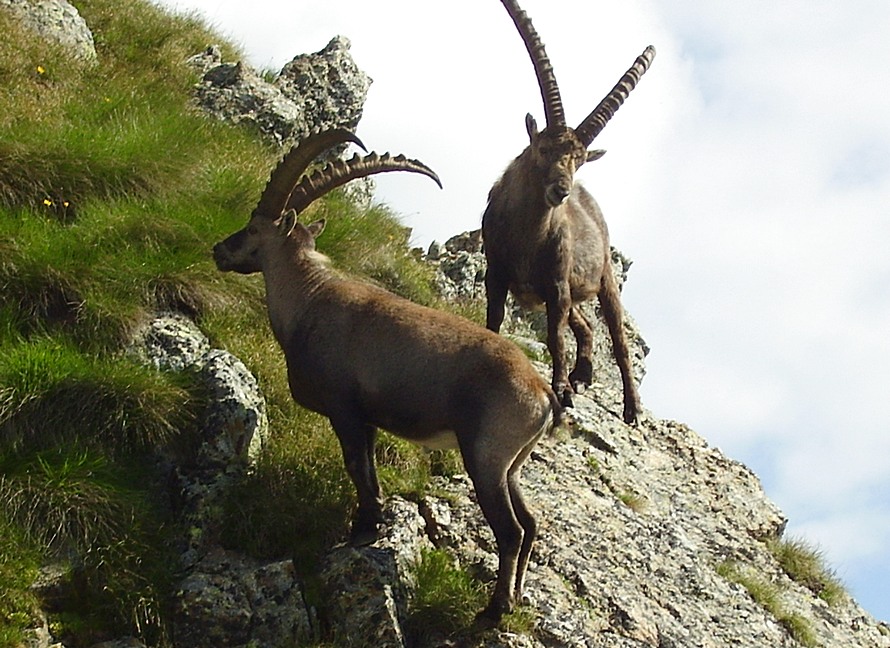 Capra ibex Linnaeus, 1758