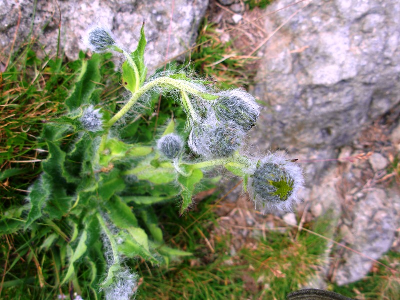 <i>Hieracium pilosum</i> Schleich. ex Froel.