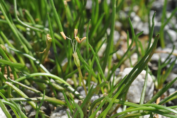<i>Littorella uniflora</i> (L.) Asch.