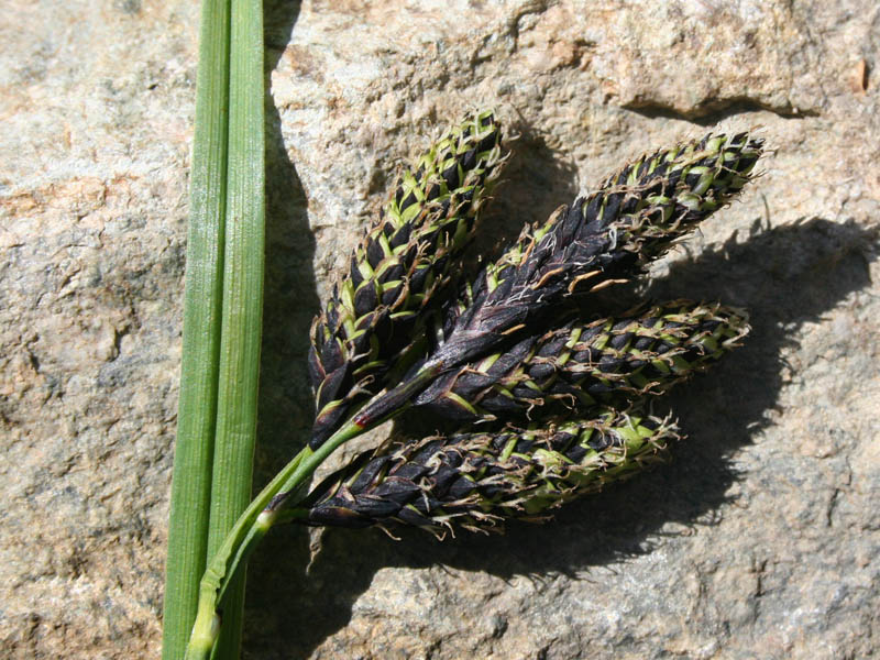 <i>Carex atrata</i> L.