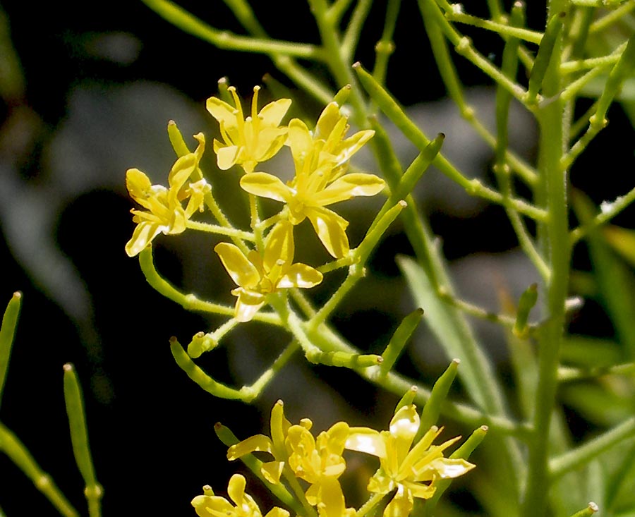 <i>Descurainia tanacetifolia</i> (L.) Prantl