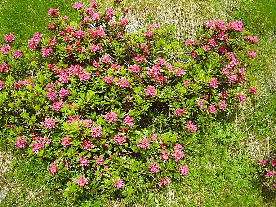 P7130007 Rhododendron ferrugineum.jpg