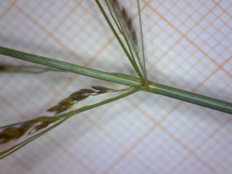 <i>Agrostis capillaris</i> L.
