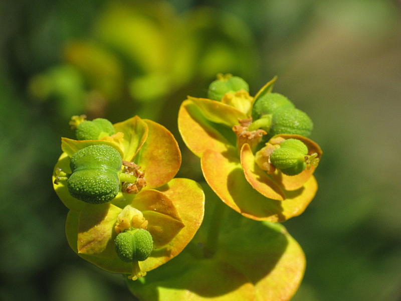 Euphorbia cyparissias L. {F 1659}
