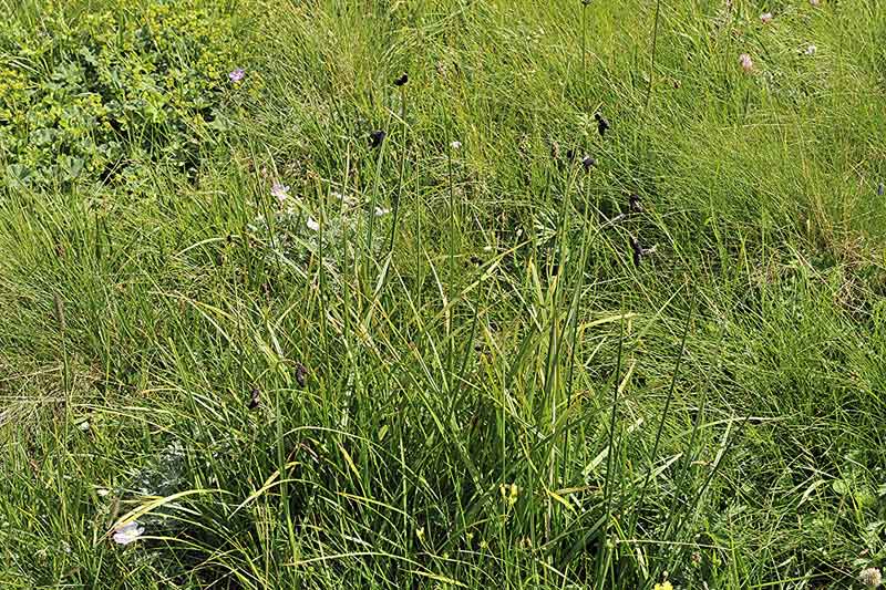 <i>Carex aterrima</i> Hoppe subsp. <i>aterrima</i>