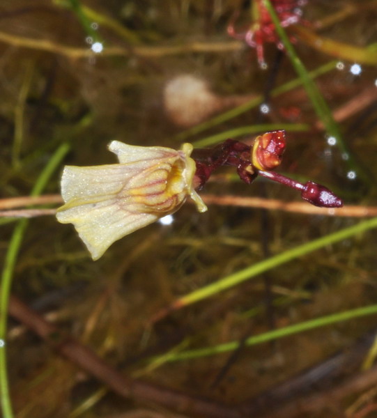<i>Utricularia minor</i> L.