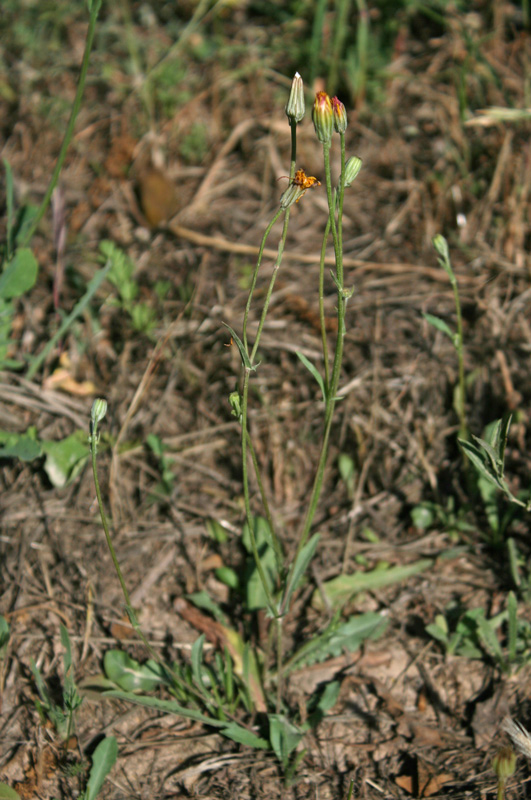 <i>Crepis bellidifolia</i> Loisel.
