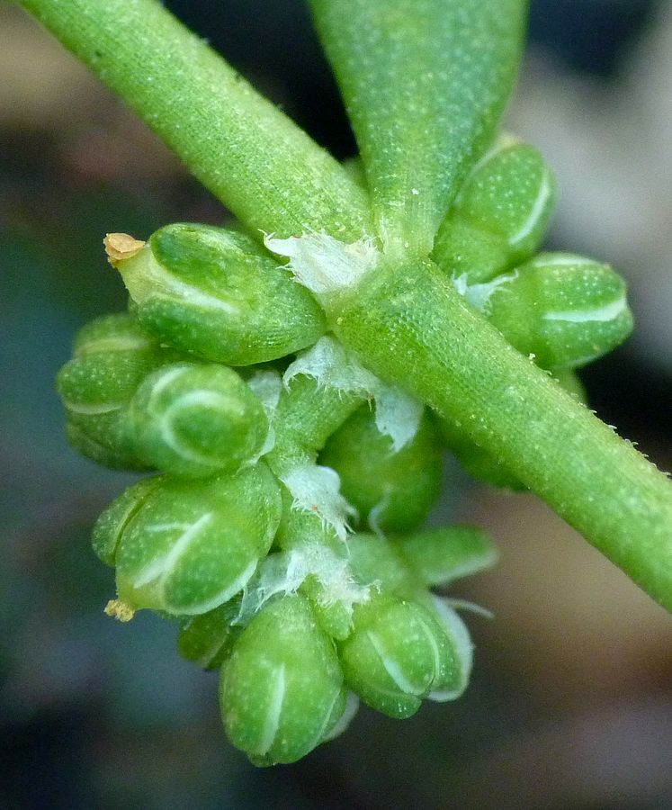 <i>Herniaria glabra</i> L.
