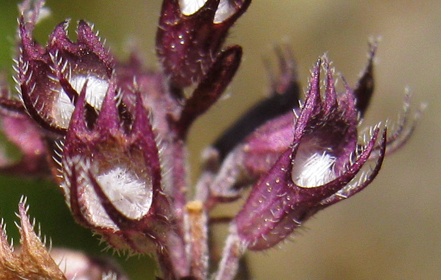 <i>Thymus praecox</i> Opiz subsp. <i>polytrichus</i> (A.Kern ex Borbás) Jalas