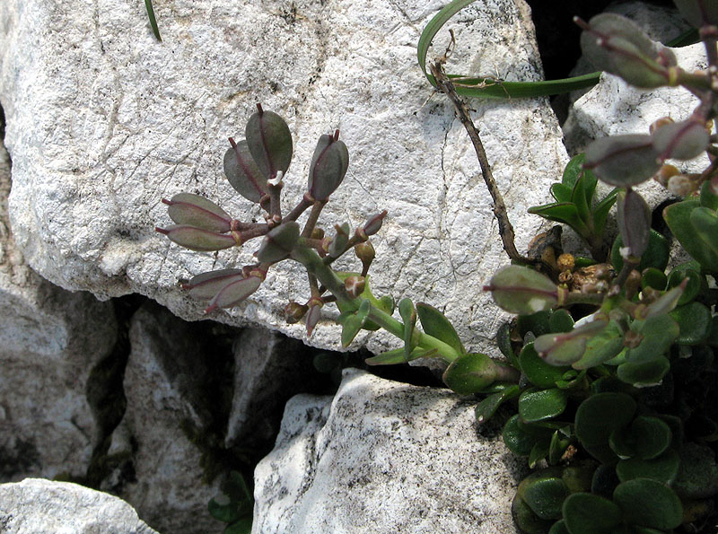 <i>Noccaea rotundifolia</i> (L.) Moench