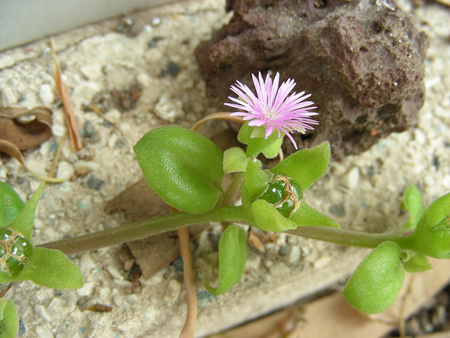 <i>Mesembryanthemum cordifolium</i> L.f.