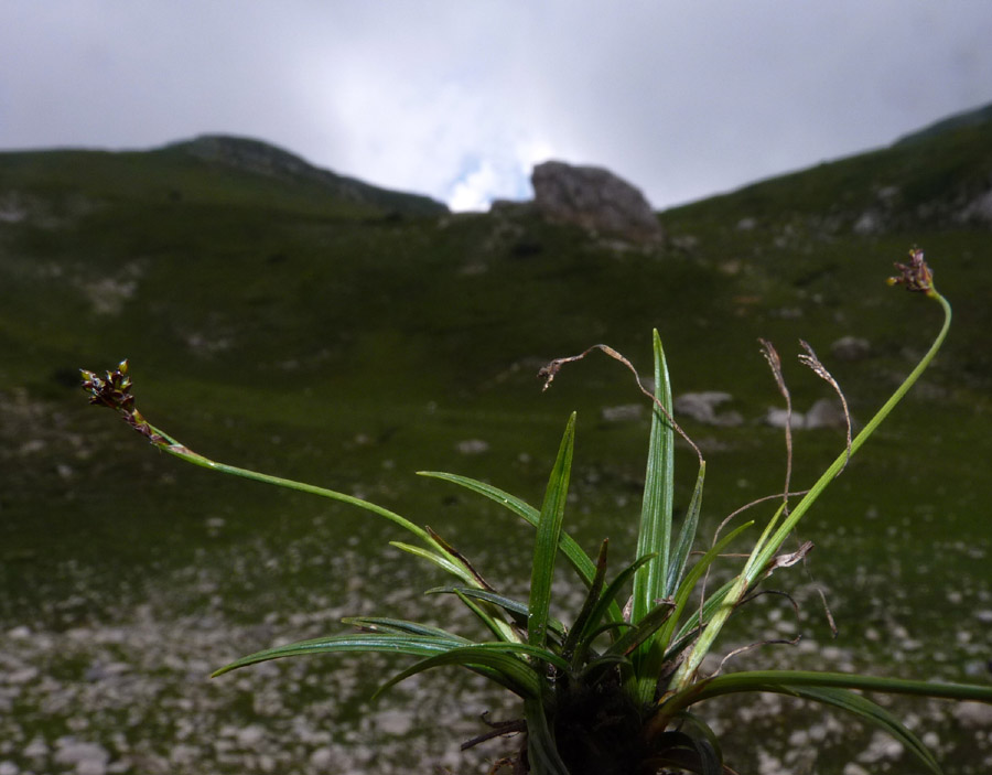 <i>Carex ornithopodioides</i> Hausm.