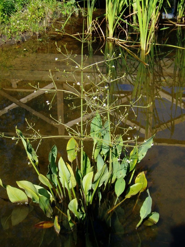 <i>Alisma plantago-aquatica</i> L.