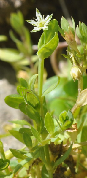 <i>Stellaria alsine</i> Grimm subsp. <i>alsine</i>