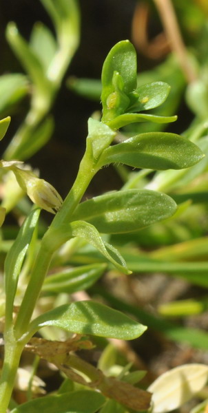 <i>Stellaria alsine</i> Grimm subsp. <i>alsine</i>