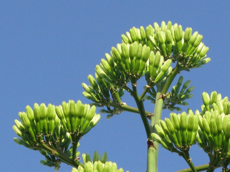 <i>Agave americana</i> L. subsp. <i>americana</i>