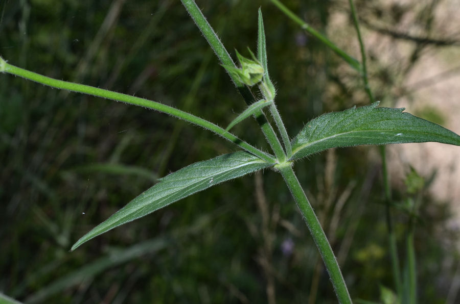 <i>Knautia integrifolia</i> (L.) Bertol. subsp. <i>integrifolia</i>