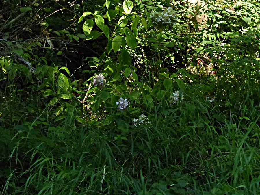 <i>Hydrangea macrophylla</i> (Thunb.) Ser.