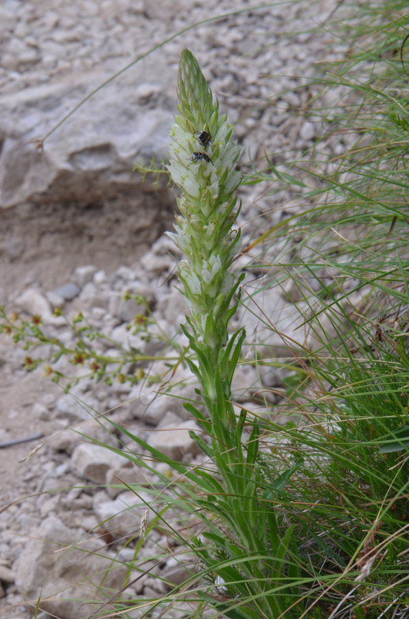 <i>Campanula thyrsoides</i> L.
