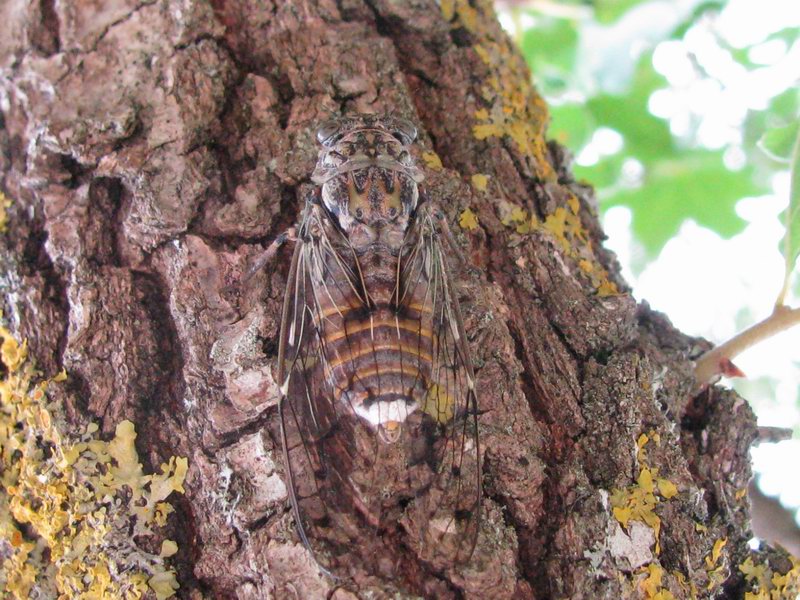 Cicada orni Linnaeus, 1758