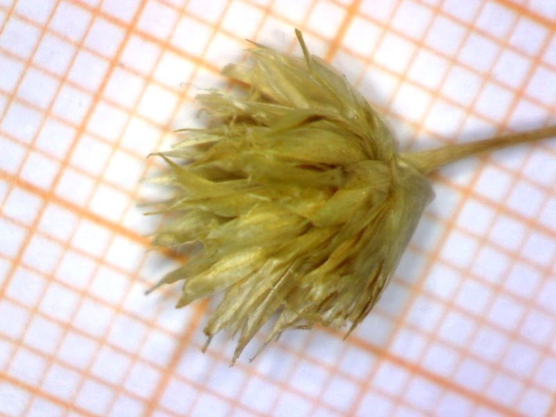 <i>Sesleriella leucocephala</i> (DC.) Deyl