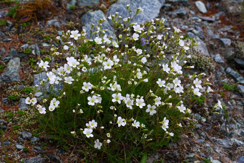 <i>Cherleria laricifolia</i> (L.) Iamonico subsp. <i>ophiolitica</i> (Pignatti) Iamonico