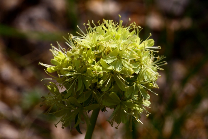 <i>Saponaria bellidifolia</i> Sm.