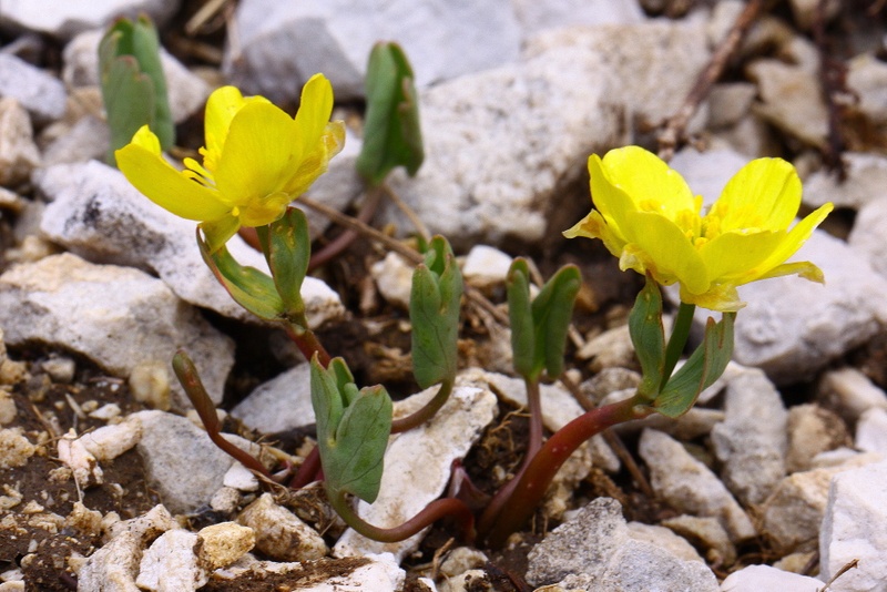 <i>Ranunculus brevifolius</i> Ten.
