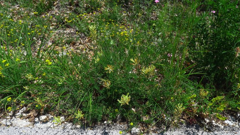 <i>Astragalus aquilanus</i> Anzal.