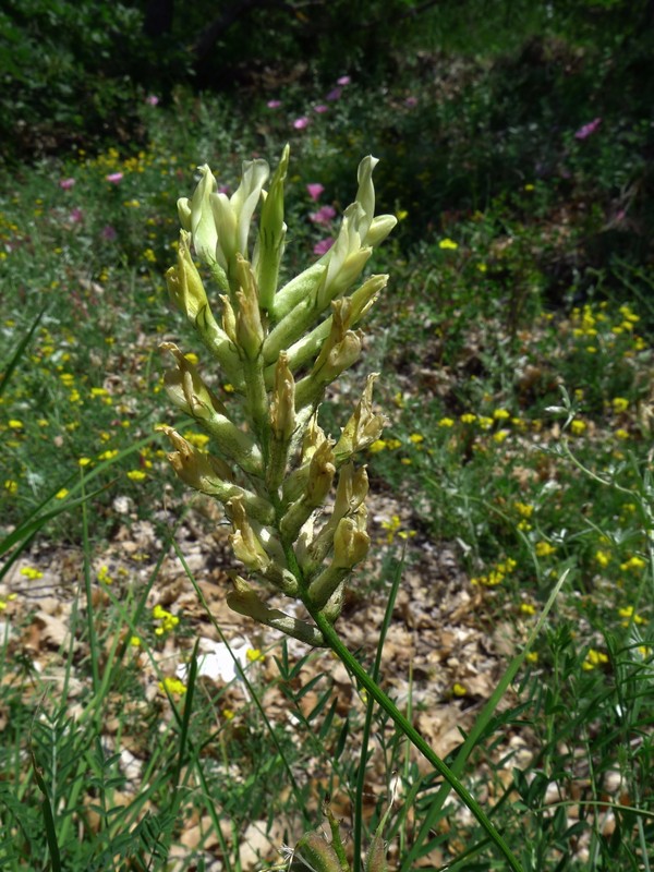 Astragalus aquilanus Anzal.