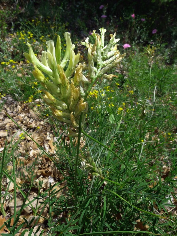 Astragalus aquilanus Anzal.