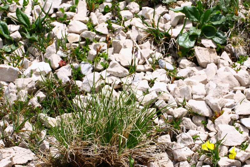 <i>Carex kitaibeliana</i> Degen ex Bech.