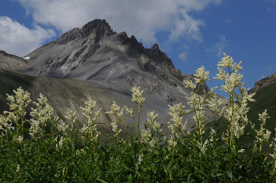 <i>Koenigia alpina</i> (All.) T.M.Schust. & Reveal