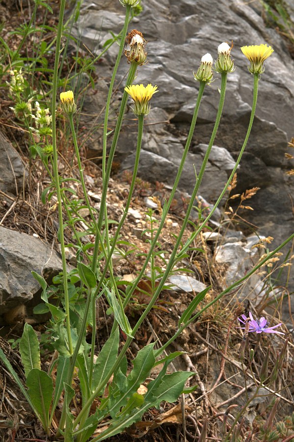 <i>Crepis albida</i> Vill. subsp. <i>albida</i>