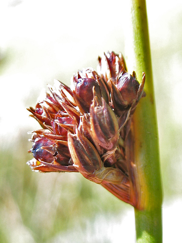 <i>Juncus arcticus</i> Willd.