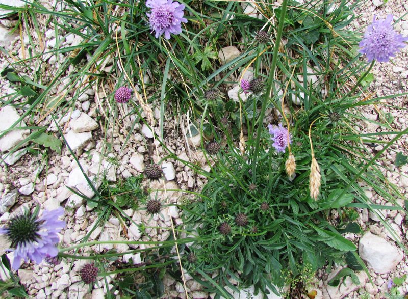 <i>Scabiosa lucida</i> Vill. subsp. <i>lucida</i>