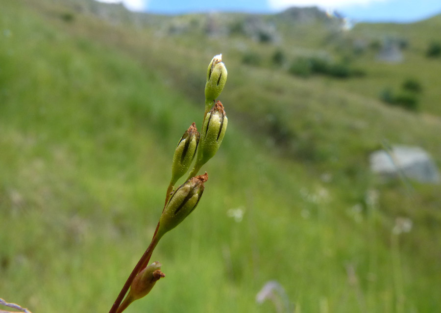 <i>Drosera rotundifolia</i> L.