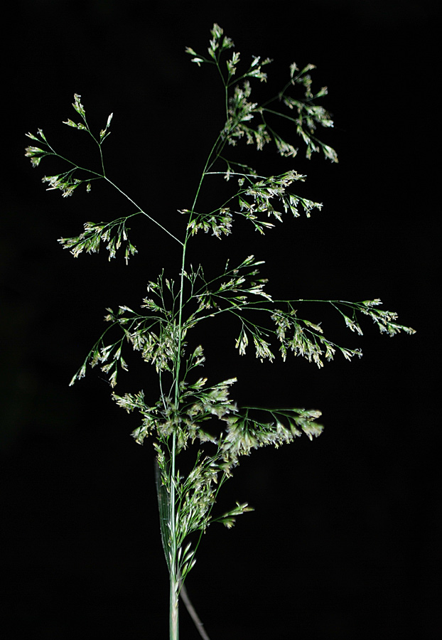 <i>Deschampsia cespitosa</i> (L.) P.Beauv.