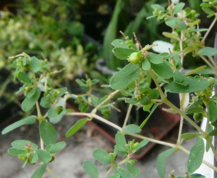 <i>Euphorbia humifusa</i> Willd.