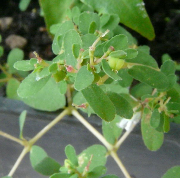 <i>Euphorbia humifusa</i> Willd.