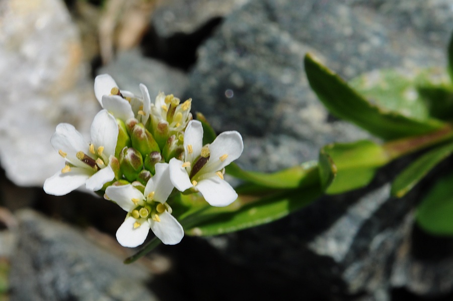 <i>Arabis soyeri</i> Reut. & A.Huet subsp. <i>subcoriacea</i> (Gren.) Breistr.