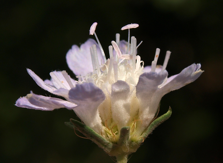 <i>Lomelosia argentea</i> (L.) Greuter & Burdet