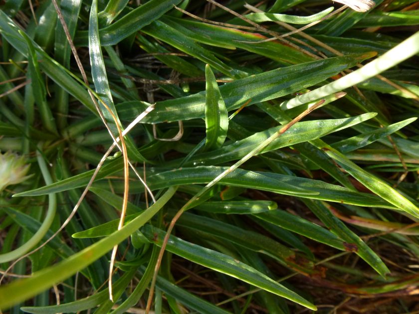 <i>Armeria arenaria</i> (Pers.) Schult. subsp. <i>marginata</i> (Levier) Arrigoni